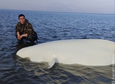 Коренные жители Ямала спасли выброшенную на мелководье белуху