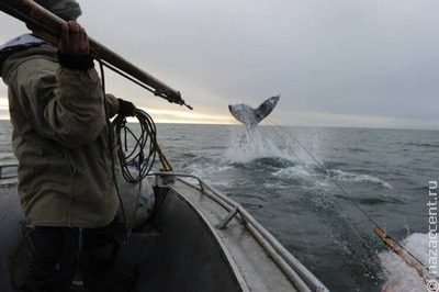 Коренным народам Чукотки разрешили охотиться на китов в 2024 году