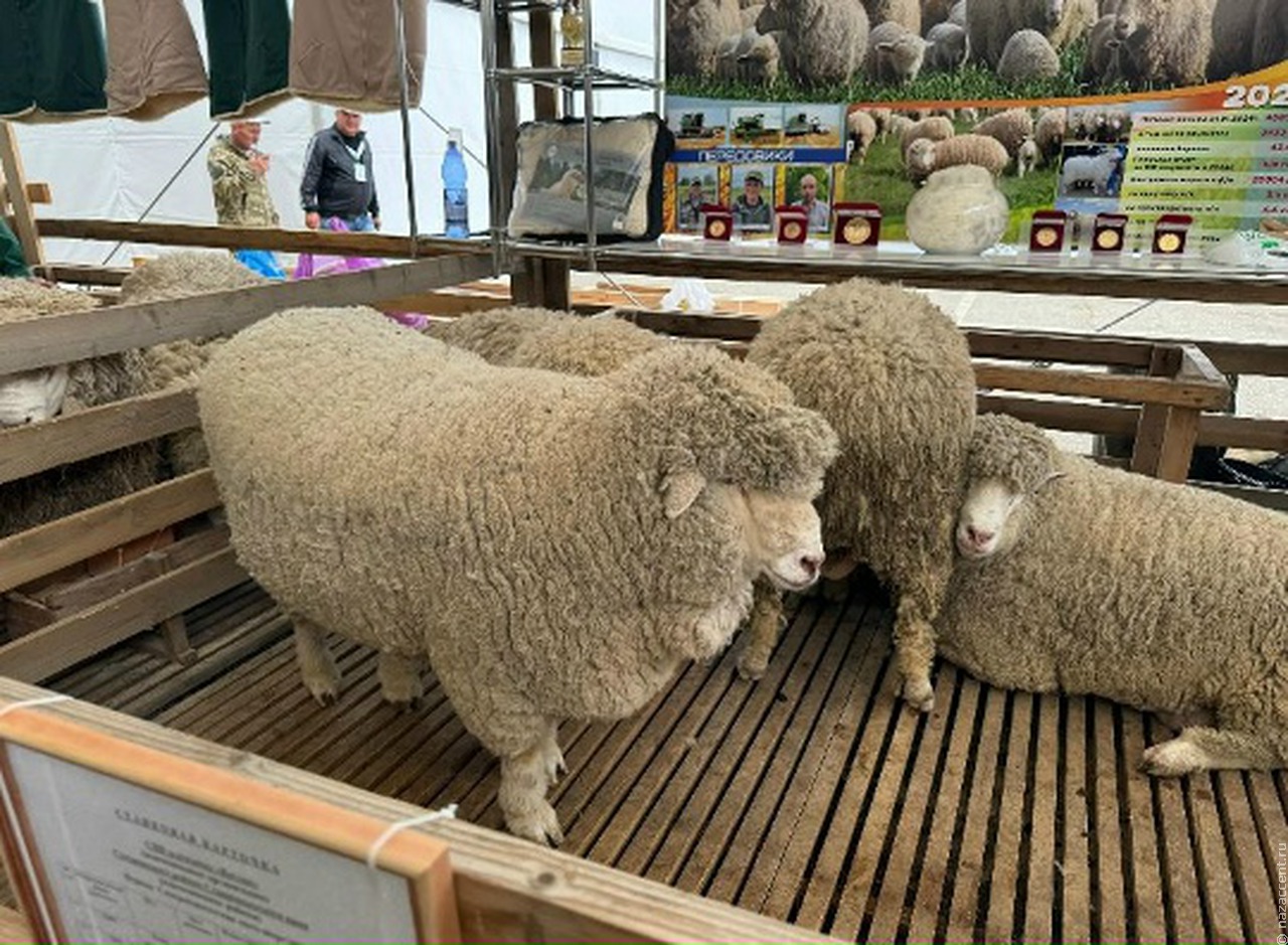Чем удивить дагестанцев на выставке овец? Конечно же, мороженым!