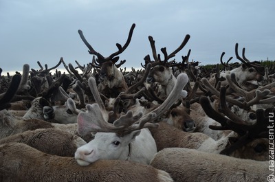 Посетительница вотчины карельского Деда Мороза пожаловалась зоозащитникам на эксплуатацию оленей