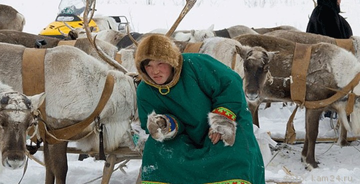 На Камчатке готовятся к Дню оленевода