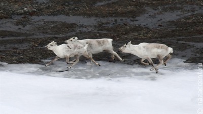 Считавшихся вымершими аборигенных оленей заметили в нацпарке в Архангельской области