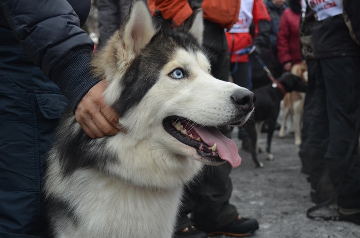 Международная гонка на собачьих упряжках "Северная Надежда"