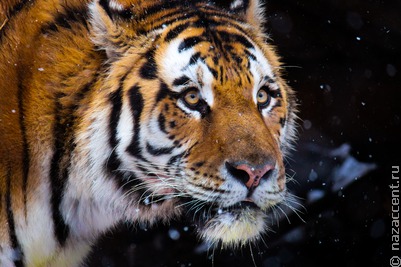 В Хабаровском крае завели уголовное дело после нападения тигра на удэгейских охотников