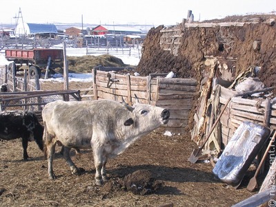 Ученые раскрыли секрет морозоустойчивости якутских коров
