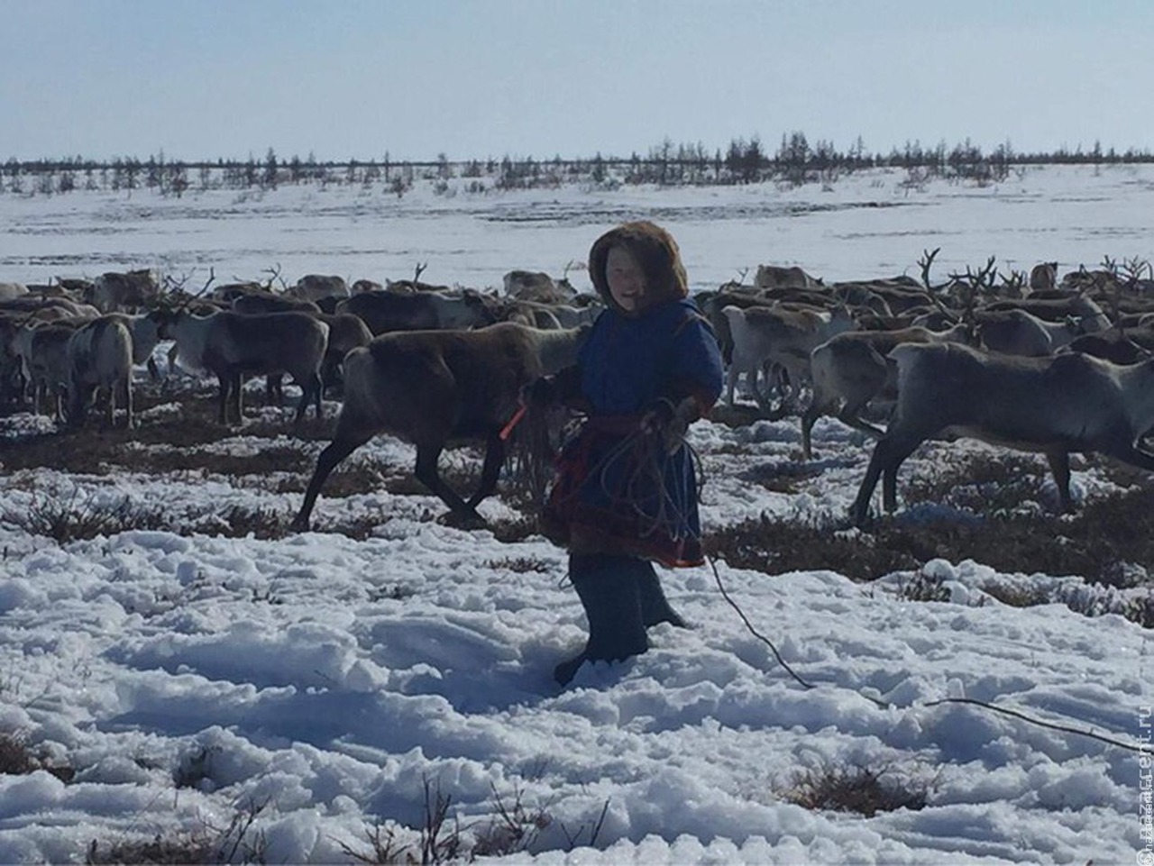 О роли оленя в мифологии народов Ямала расскажут на фестивале в Салехарде