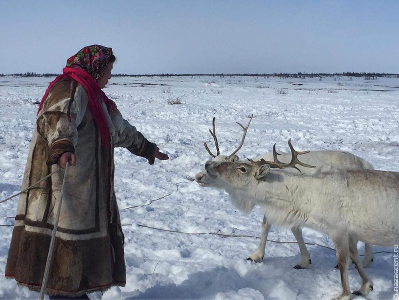Томские ученые будут сотрудничать с коренными малочисленными народами Ямала