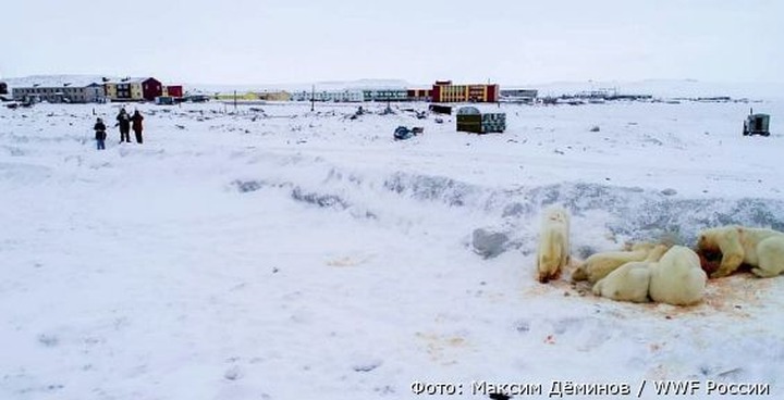 Медведи начали покидать национальное чукотское село
