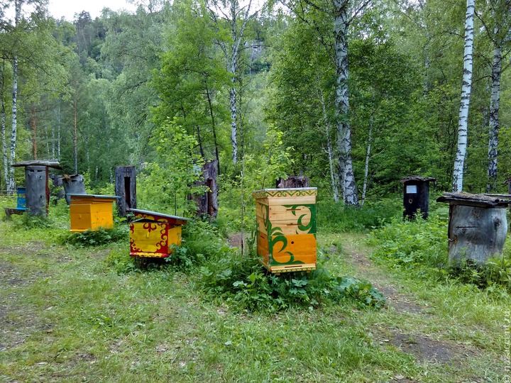 В Башкирии выделят 20 млн рублей на поддержку традиционного пчеловодства