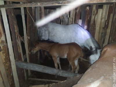 В Нижнем Тагиле нашли предположительно украденных цыганами лошадей