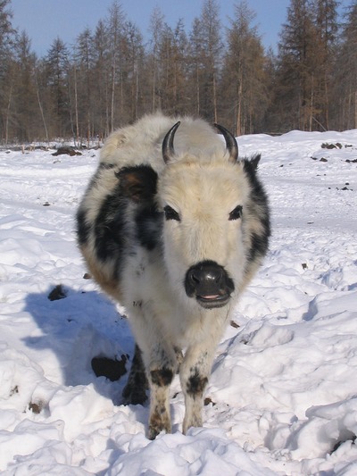 В Якутии создадут банк эмбрионов редкой аборигенной породы коров