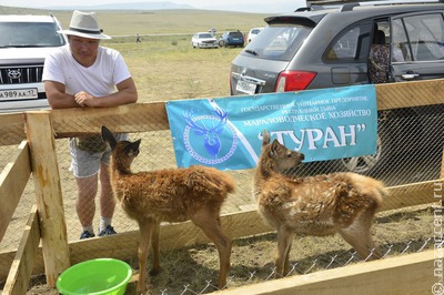 Тоджинские оленеводы встретятся на фестивале в Тыве