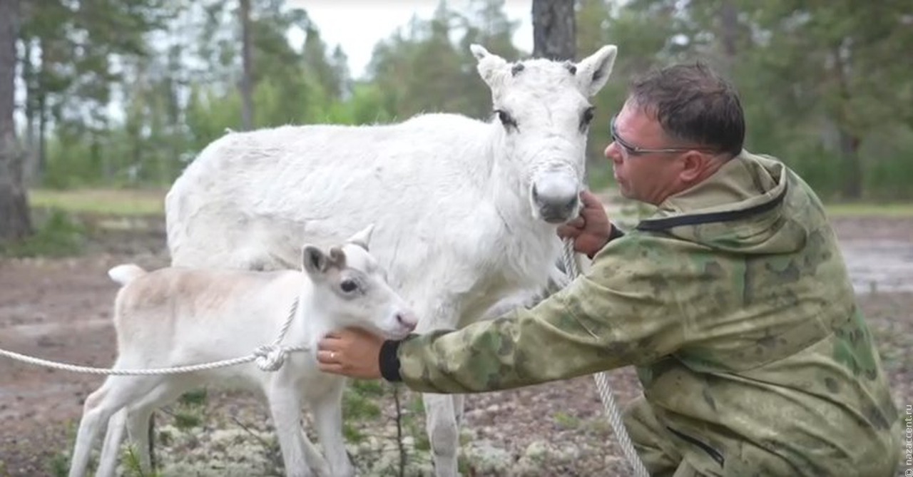 Белый олень, подаренный Владимиру Путину на Ямале, будет жить в Великом Устюге