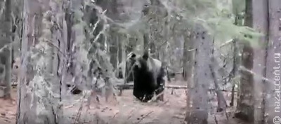 Бурый медведь забрел в хантыйское село на Ямале