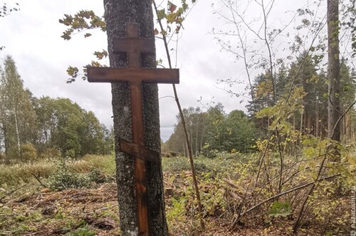 Вожане Ленобласти пожаловались на вырубку леса вокруг деревенского кладбища