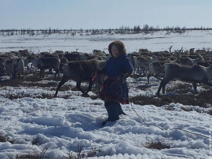 В Ненецком АО спасли от забоя две тысячи оленей