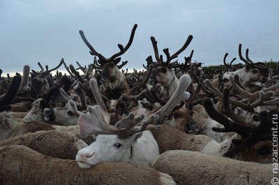 На Камчатке погибли отбившиеся от стада олени