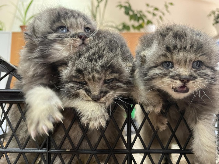 Спасенных котят манула поселили в этномузее народов Забайкалья