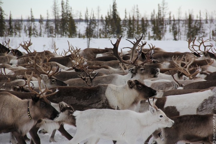 Международные соревнования оленеводов Arctic Skills открылись в Якутии