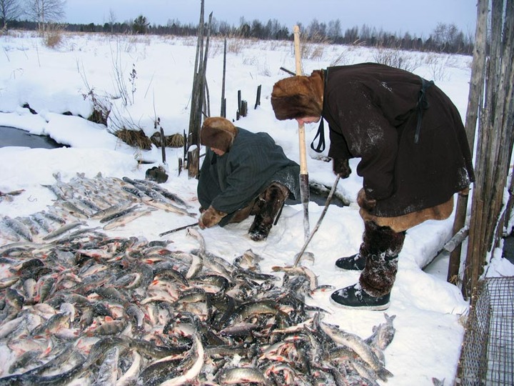 Саамы пожаловались на отсутствие квот на ловлю пикши