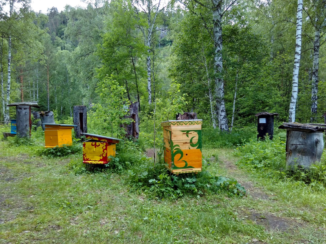 В Башкирии выделят 20 млн рублей на поддержку традиционного пчеловодства