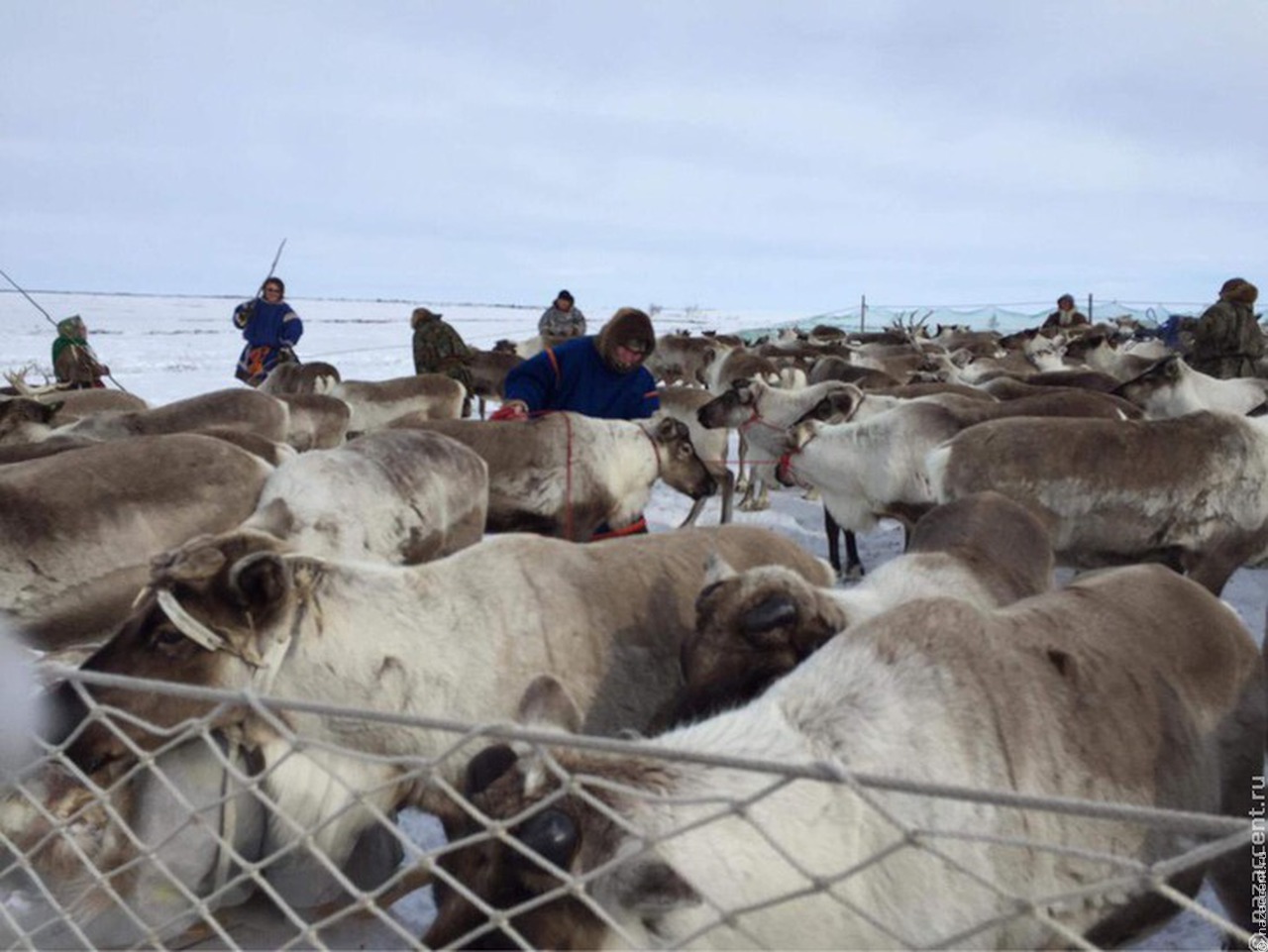 Ненецкая семья со стадом оленей приедет на Сахалин развивать оленеводство