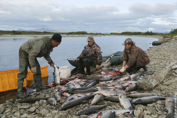 Коренным малочисленным народам Камчатки выделят рыболовные участки до конца путины