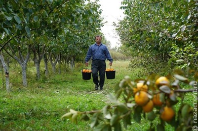 Сезон оранжевых пейзажей. В Дагестане сбор урожая в разгаре   