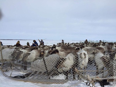 ФАДН: Этнотуризм может стать пилотным проектом в регионах Арктики