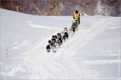 Самая длинная гонка на собачьих упряжках "Берингия-2024" завершилась на Камчатке