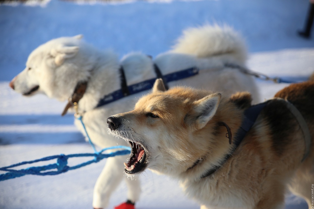 Экспедиция на собачьих упряжках началась в Архангельской области