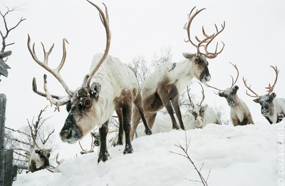 Сувениры и прыжки через нарты: Зимние саамские игры пройдут в Мурманской области