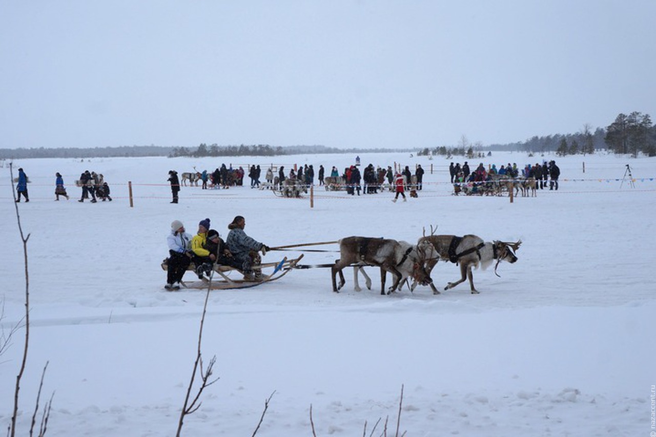 День оленевода в Русскинской отметили гонками на собачьих упряжках