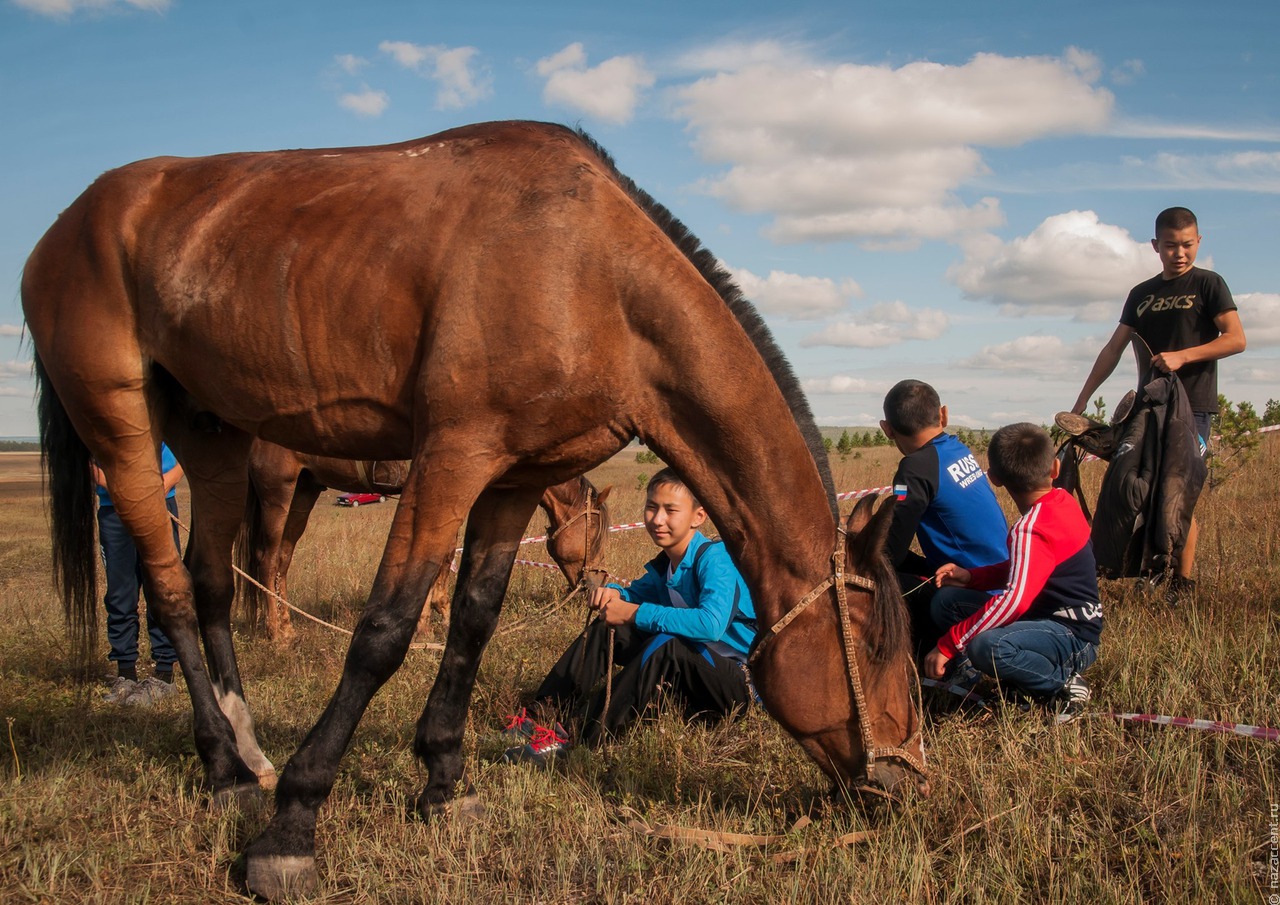 Коронавирус мешает развитию традиционного коневодства в Усть-Ордынском Бурятском округе   