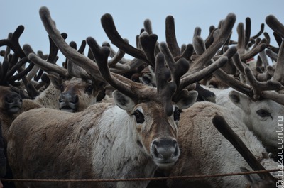 У северных оленей появятся генетические паспорта