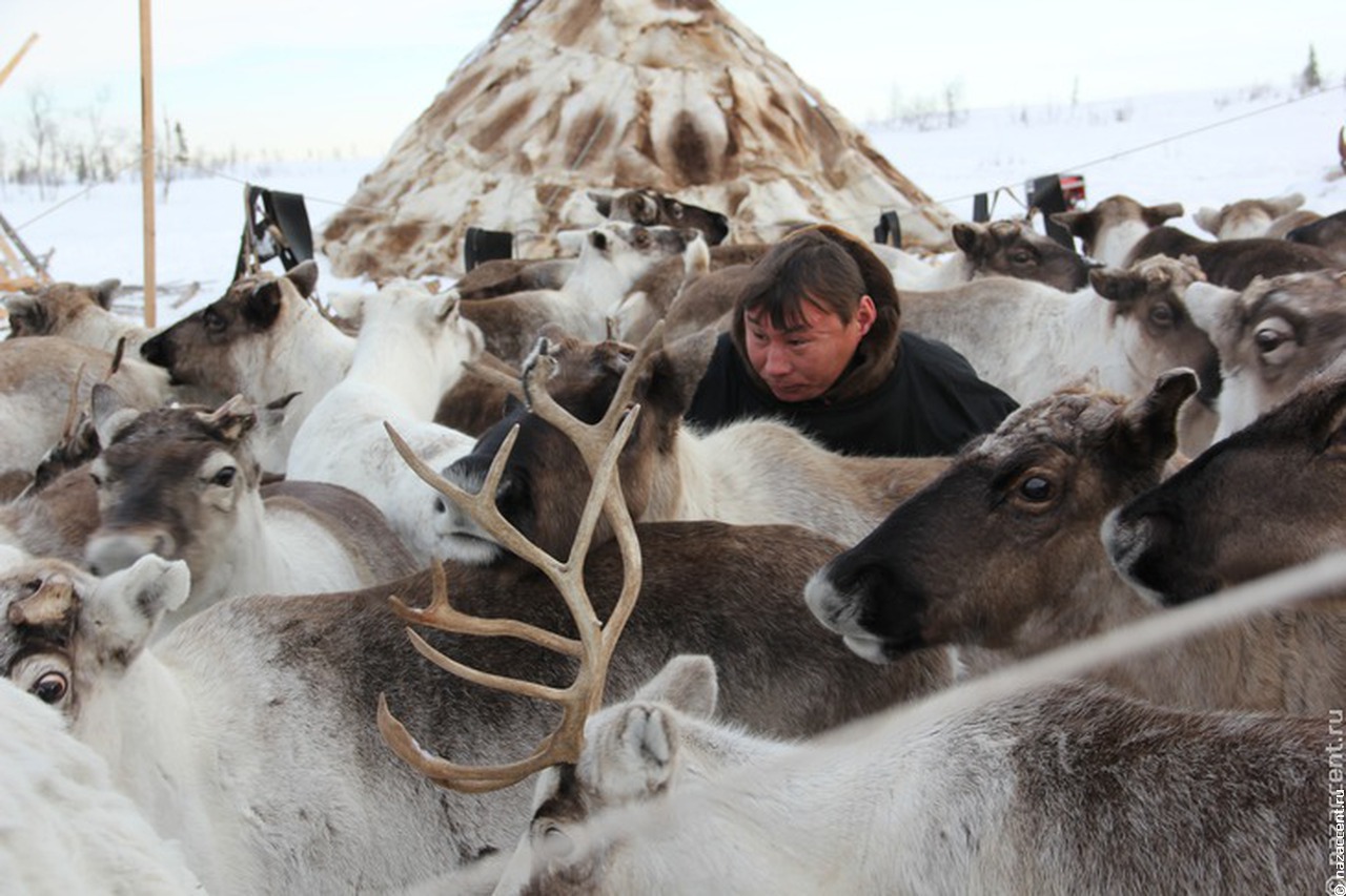 В России осталось не более 1,9 миллиона северных оленей