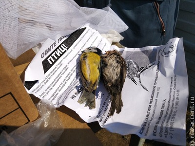 Воронежские волонтеры пытаются спасти благовещенских птиц