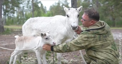 Белый олень, подаренный Владимиру Путину на Ямале, будет жить в Великом Устюге