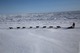 Каюры пройдут 1200 километров по Чукотке на собачьих упряжках