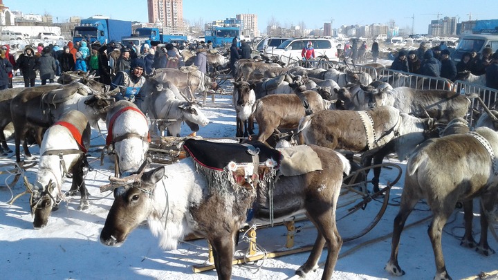 WorldSkills среди оленеводов и рыбаков проходит в Якутии