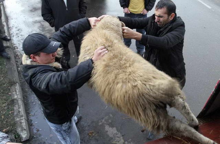 На граждан Узбекистана заведено уголовное дело за забой барана во дворе многоэтажки