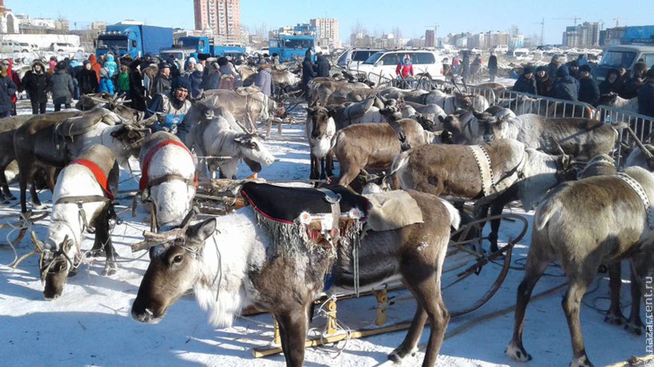 В Якутии более 50 северных оленей погибли от сезонного заболевания
