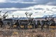 В России отмечают День оленя
