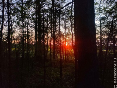 Коми лес – "шведский стол" природы