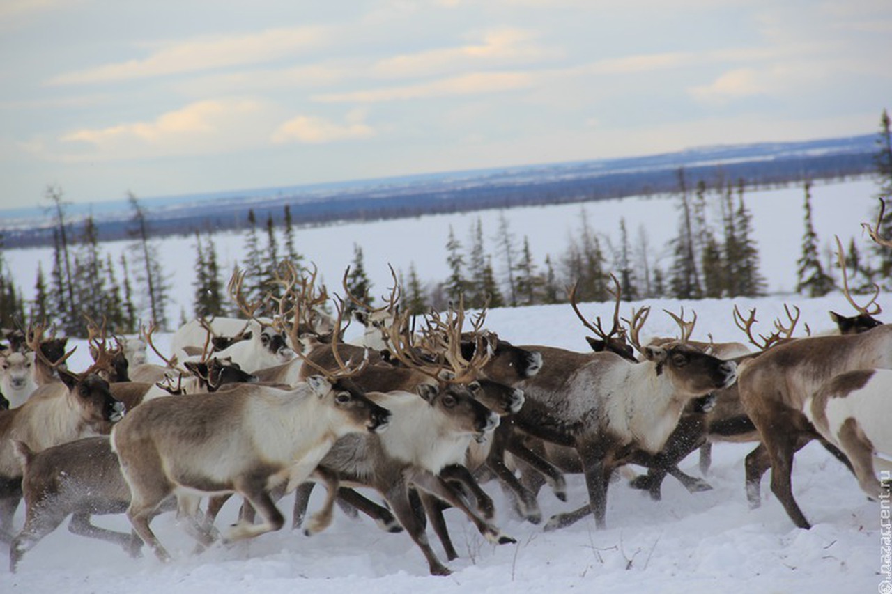 Якутский омбудсмен призвал перенести сроки охоты на оленя для коренных малочисленных народов