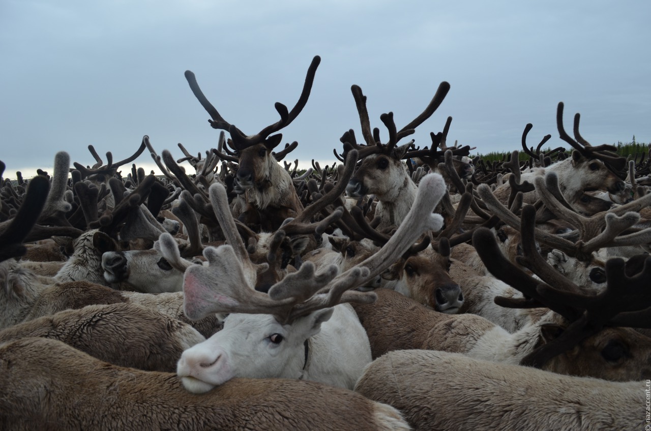 На Камчатке погибли отбившиеся от стада олени