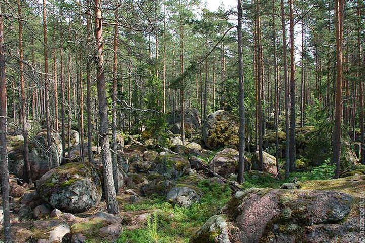 Карельские пословицы про дерево и лес