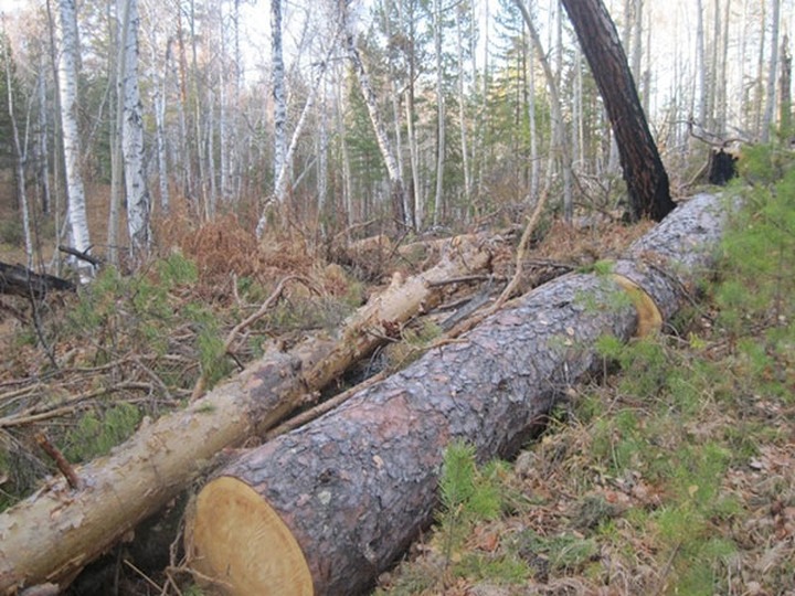 Директора саамской общины оштрафовали за захламление леса
