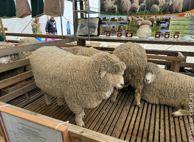 Чем удивить дагестанцев на выставке овец? Конечно же, мороженым!