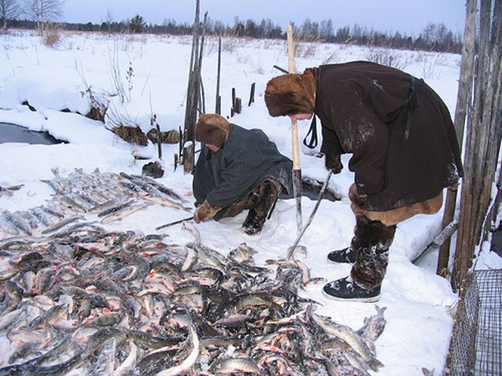 В Красноярском крае увеличили лимиты на вылов рыбы для коренных народов